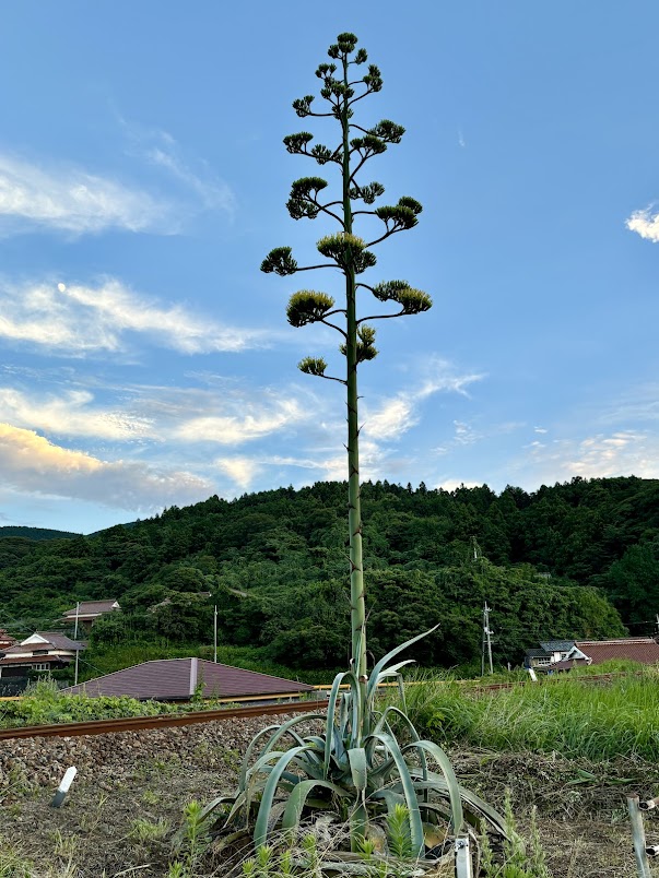 萩の隣の町に珍しい龍舌蘭の花を発見