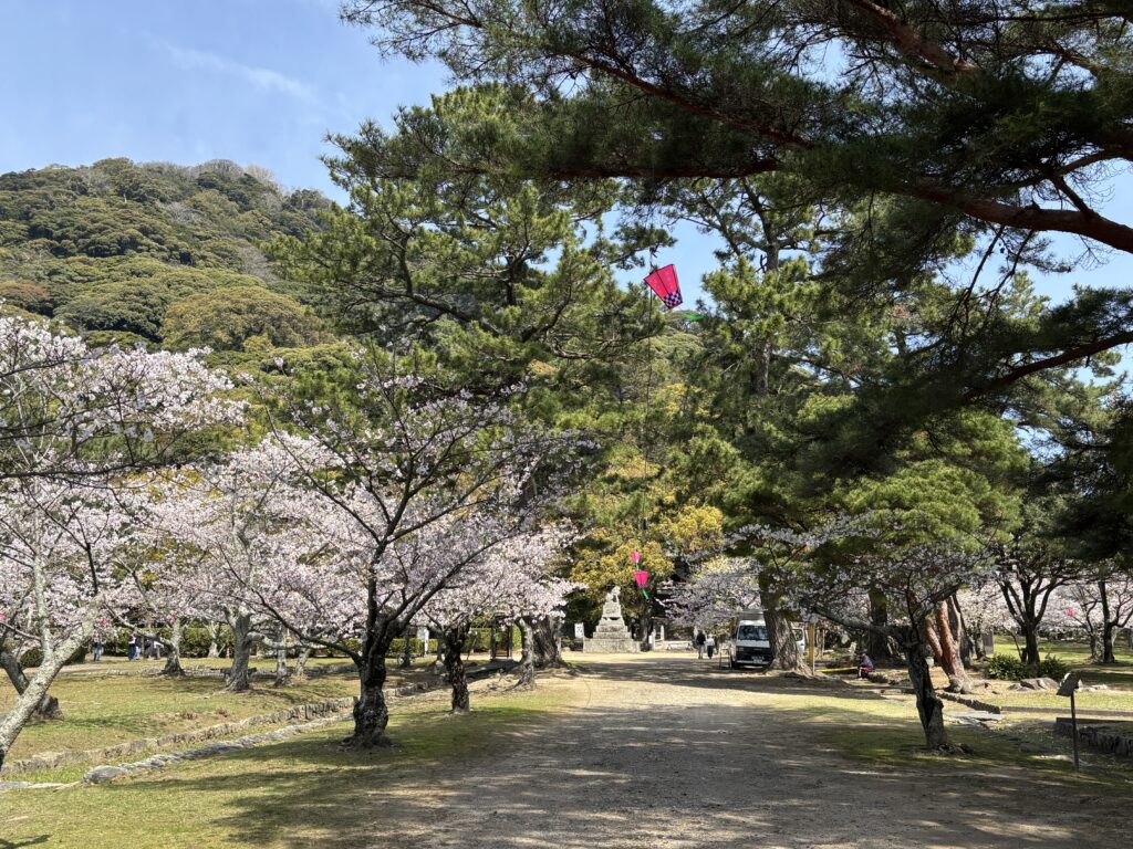 萩市指月公園の桜が満開