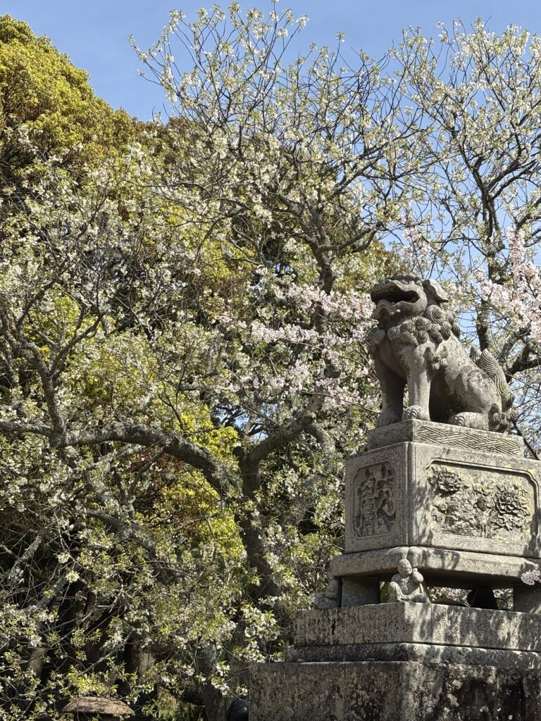 日本で一本しかないミドリヨシノの桜の木