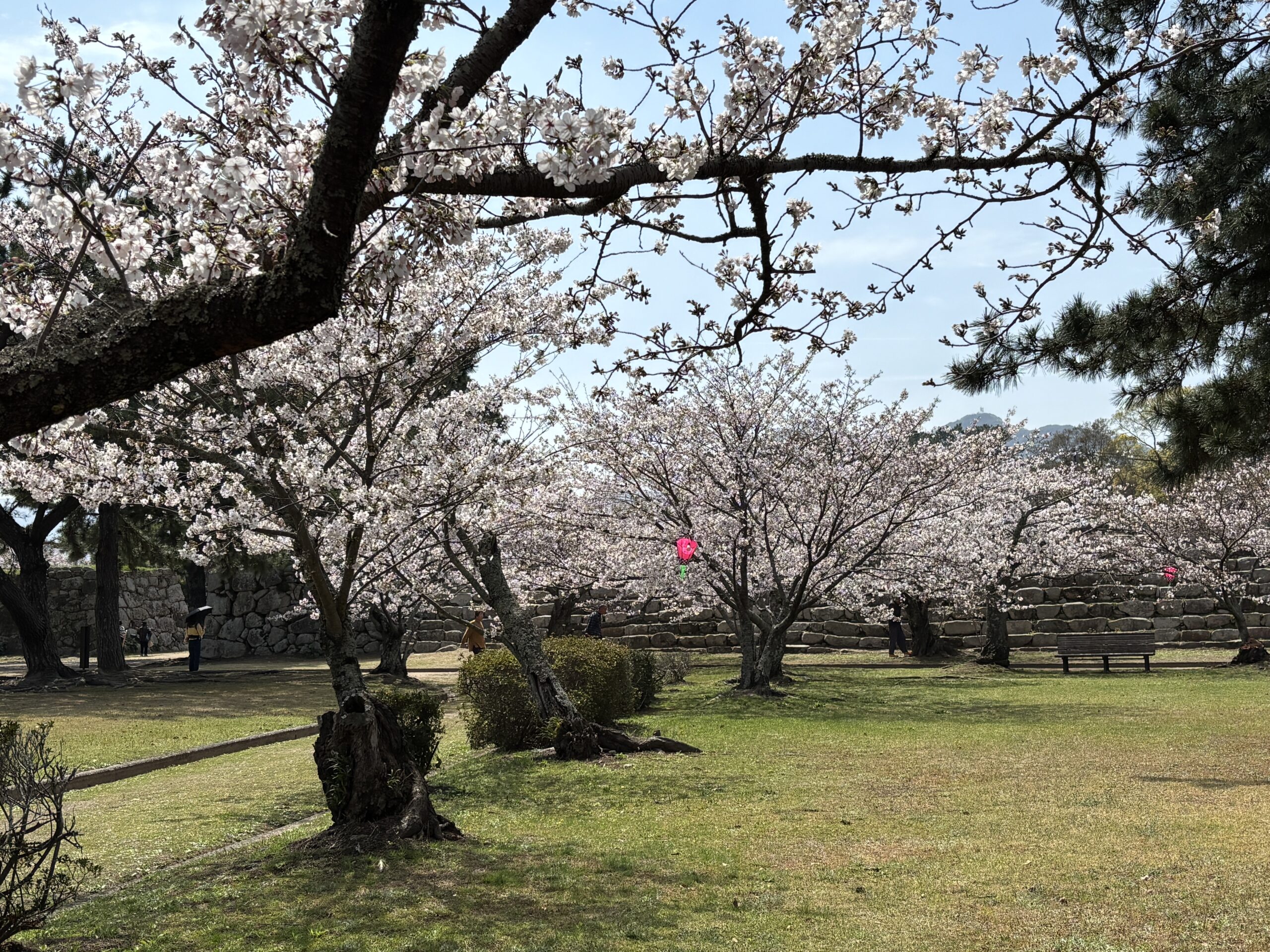 指月公園の桜